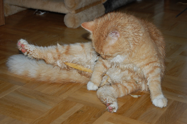 Barbie - etwas nass geworden.jpg